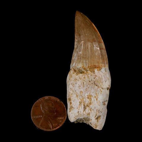 2.4" Mosasaur Eremiasaurus Fossil Tooth Rooted Cretaceous Dinosaur Era COA