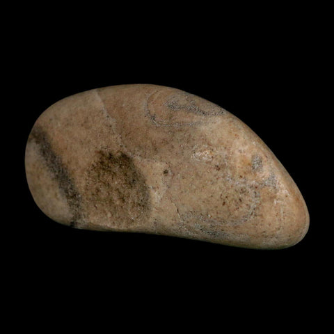 3" Sauropod Dinosaur Stomach Stone Gastrolith Rock Gizzard Stone COA - Fossil Age Minerals