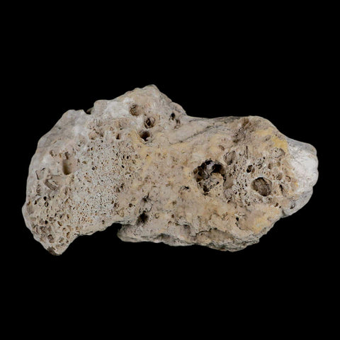 3.9" Agatized Coral Fossil Oligocene and Miocene Epochs Tampa Bay Florida - Fossil Age Minerals