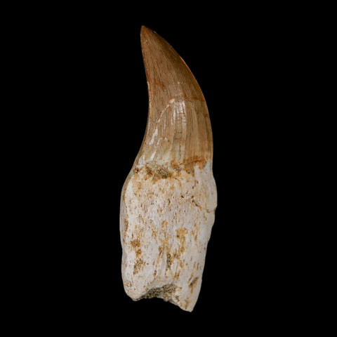 2.4" Mosasaur Eremiasaurus Fossil Tooth Rooted Cretaceous Dinosaur Era COA