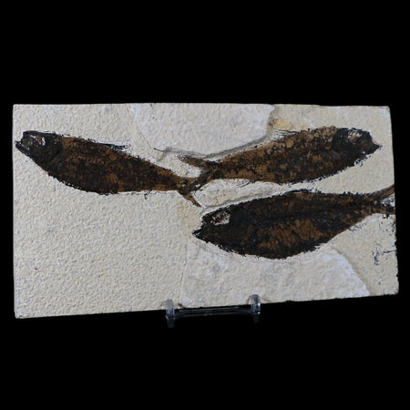 3 Three Knightia Eocaena Fossil Fish Green River FM WY Eocene Age COA & Stand