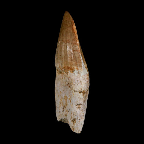 2.4" Mosasaur Eremiasaurus Fossil Tooth Rooted Cretaceous Dinosaur Era COA