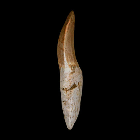 2.4" Mosasaur Eremiasaurus Fossil Tooth Rooted Cretaceous Dinosaur Era COA