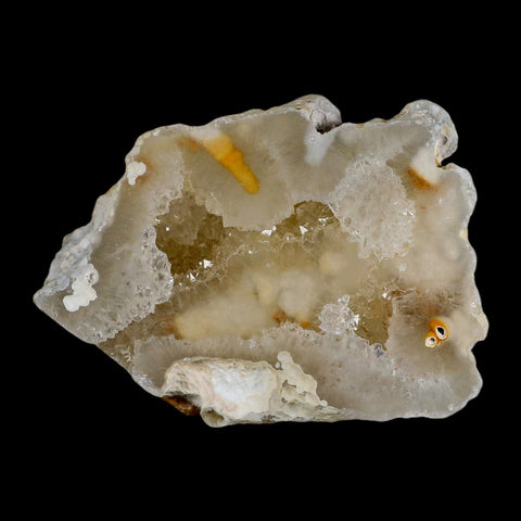 3.8" Agatized Coral Fossil Oligocene and Miocene Epochs Tampa Bay Florida - Fossil Age Minerals