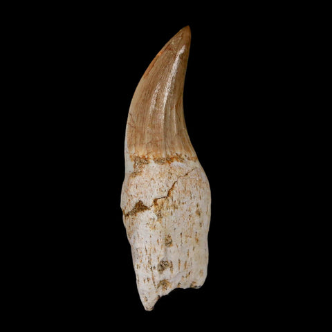 2.4" Mosasaur Eremiasaurus Fossil Tooth Rooted Cretaceous Dinosaur Era COA