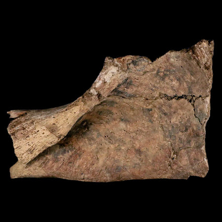 6.1" Triceratops Fossil Ischium Bone Lance Creek FM Cretaceous Dinosaur WY COA