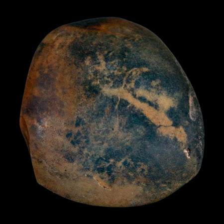 2.2" Sauropod Dinosaur Stomach Stone Gastrolith Rock Gizzard Stone COA