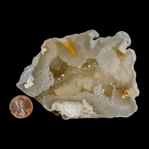 3.8" Agatized Coral Fossil Oligocene and Miocene Epochs Tampa Bay Florida - Fossil Age Minerals