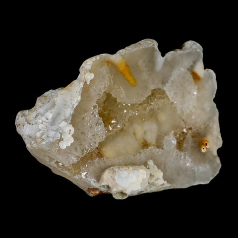 3.8" Agatized Coral Fossil Oligocene and Miocene Epochs Tampa Bay Florida - Fossil Age Minerals