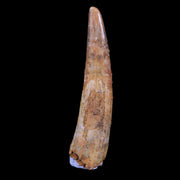1.5" Pterosaur Coloborhynchus Fossil Tooth Upper Cretaceous Morocco COA, Stand