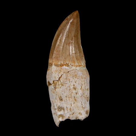 2.4" Mosasaur Eremiasaurus Fossil Tooth Rooted Cretaceous Dinosaur Era COA