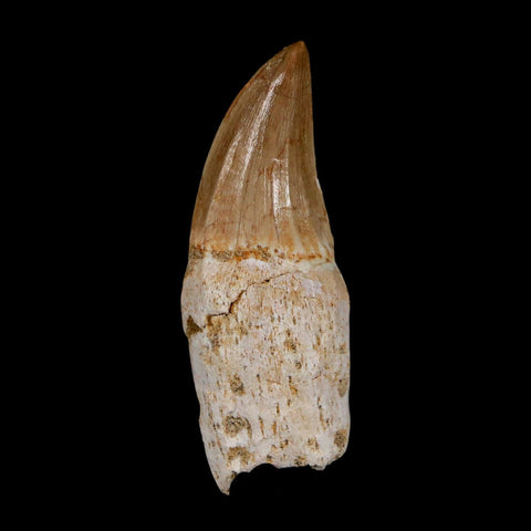 2.4" Mosasaur Eremiasaurus Fossil Tooth Rooted Cretaceous Dinosaur Era COA