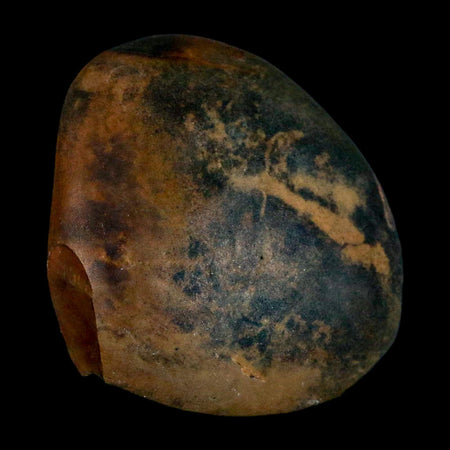 2.2" Sauropod Dinosaur Stomach Stone Gastrolith Rock Gizzard Stone COA