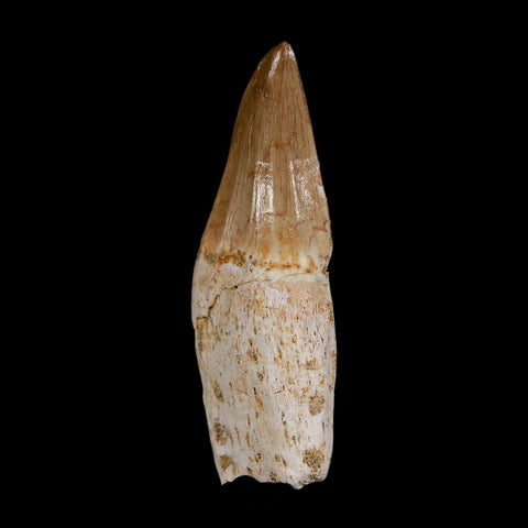 2.4" Mosasaur Eremiasaurus Fossil Tooth Rooted Cretaceous Dinosaur Era COA