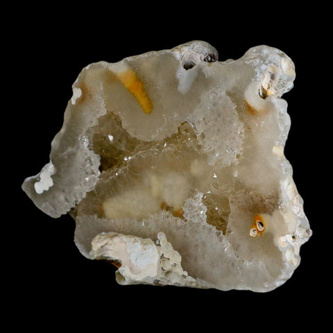 3.8" Agatized Coral Fossil Oligocene and Miocene Epochs Tampa Bay Florida - Fossil Age Minerals