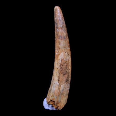 1.5" Pterosaur Coloborhynchus Fossil Tooth Upper Cretaceous Morocco COA, Stand