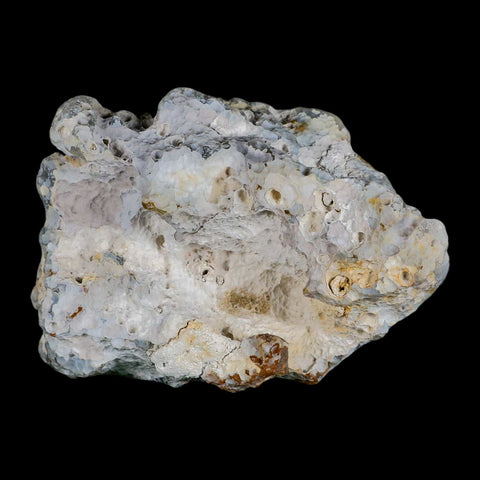 3.8" Agatized Coral Fossil Oligocene and Miocene Epochs Tampa Bay Florida - Fossil Age Minerals
