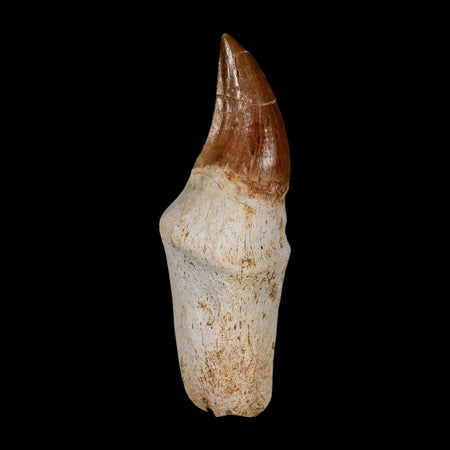 2.4" Halisaurus Walkeri Mosasaur Fossil Tooth Rooted Cretaceous Dinosaur Era COA
