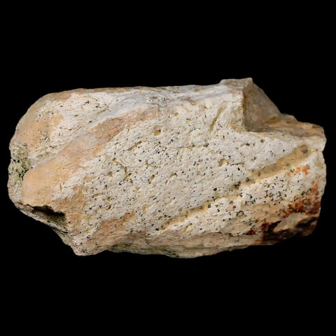 2.9" Triceratops Fossil Frill Bone Lance Creek FM Cretaceous Dinosaur WY COA - Fossil Age Minerals