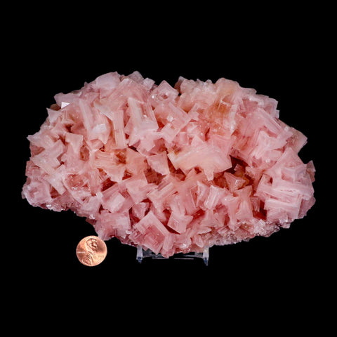 7.2" Quality Pink Halite Salt Crystals Cluster Mineral Trona, CA Searles Lake Stand - Fossil Age Minerals