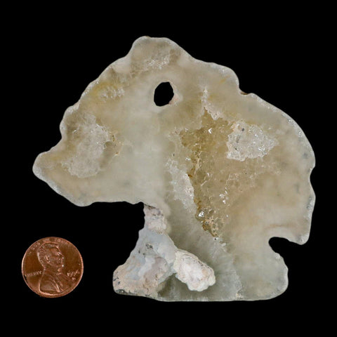 3.3" Agatized Coral Fossil Oligocene and Miocene Epochs Tampa Bay Florida - Fossil Age Minerals
