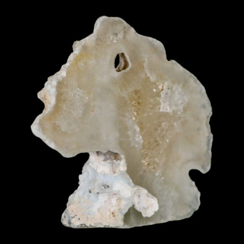 3.3" Agatized Coral Fossil Oligocene and Miocene Epochs Tampa Bay Florida - Fossil Age Minerals