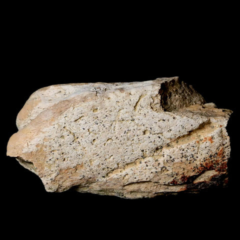 2.9" Triceratops Fossil Frill Bone Lance Creek FM Cretaceous Dinosaur WY COA - Fossil Age Minerals