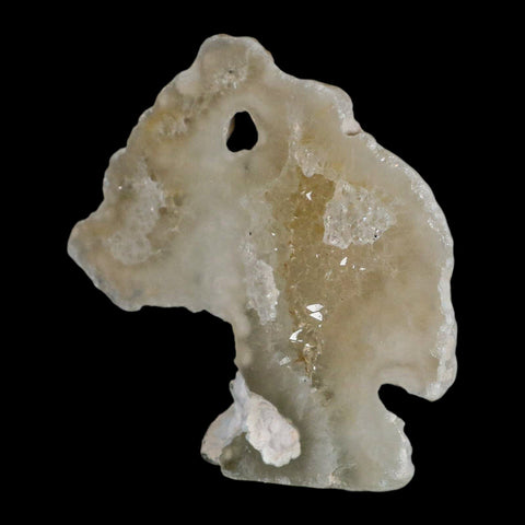 3.3" Agatized Coral Fossil Oligocene and Miocene Epochs Tampa Bay Florida - Fossil Age Minerals