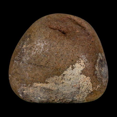 1.8" Sauropod Dinosaur Stomach Stone Gastrolith Rock Gizzard Stone COA