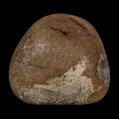 1.8" Sauropod Dinosaur Stomach Stone Gastrolith Rock Gizzard Stone COA - Fossil Age Minerals