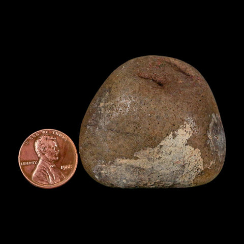 1.8" Sauropod Dinosaur Stomach Stone Gastrolith Rock Gizzard Stone COA - Fossil Age Minerals