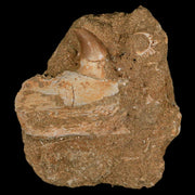 2.2" Mosasaur Platecarpus Fossil Tooth Jaw Section Matrix Cretaceous Dinosaur Era COA