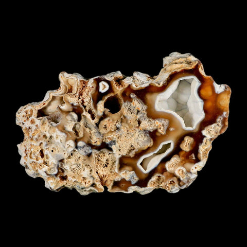 4.8" Agatized Coral Fossil Oligocene and Miocene Epochs Tampa Bay Florida - Fossil Age Minerals