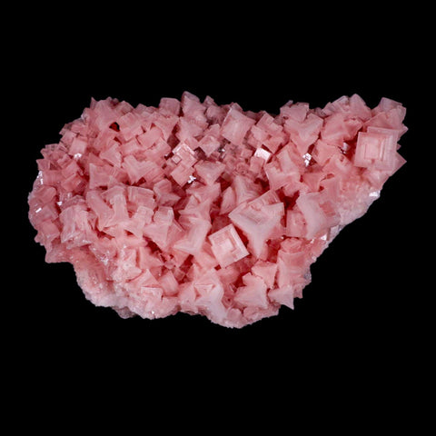 8" Quality Pink Halite Salt Crystals Cluster Mineral Trona, CA Searles Lake Stand - Fossil Age Minerals