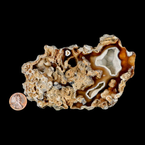 4.8" Agatized Coral Fossil Oligocene and Miocene Epochs Tampa Bay Florida - Fossil Age Minerals