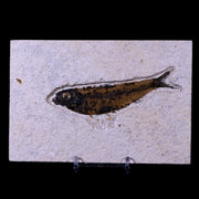 3.9" Knightia Eocaena Fossil Fish Green River FM WY Eocene Age COA & Stand