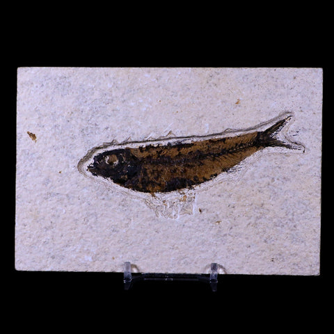 3.9" Knightia Eocaena Fossil Fish Green River FM WY Eocene Age COA & Stand - Fossil Age Minerals
