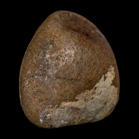 1.8" Sauropod Dinosaur Stomach Stone Gastrolith Rock Gizzard Stone COA - Fossil Age Minerals