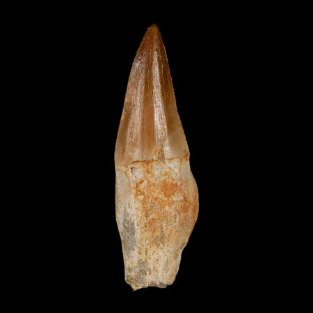 2.6" Mosasaur Eremiasaurus Fossil Tooth Rooted Cretaceous Dinosaur Era COA