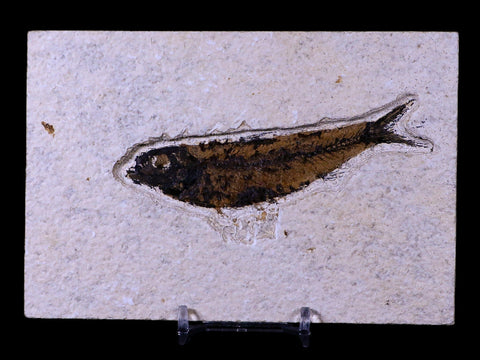 3.9" Knightia Eocaena Fossil Fish Green River FM WY Eocene Age COA & Stand - Fossil Age Minerals