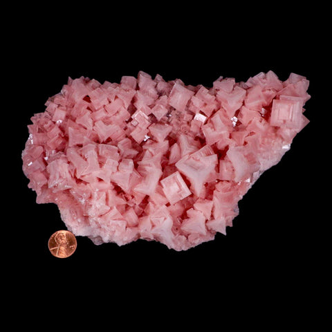8" Quality Pink Halite Salt Crystals Cluster Mineral Trona, CA Searles Lake Stand - Fossil Age Minerals