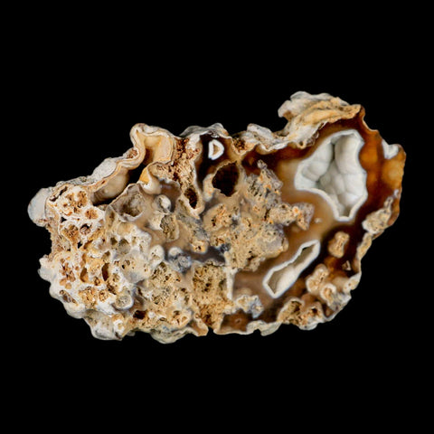 4.8" Agatized Coral Fossil Oligocene and Miocene Epochs Tampa Bay Florida - Fossil Age Minerals