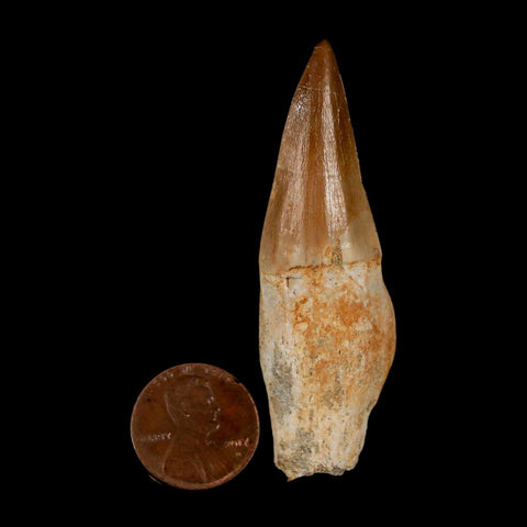 2.6" Mosasaur Eremiasaurus Fossil Tooth Rooted Cretaceous Dinosaur Era COA