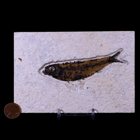3.9" Knightia Eocaena Fossil Fish Green River FM WY Eocene Age COA & Stand - Fossil Age Minerals