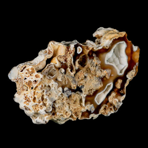 4.8" Agatized Coral Fossil Oligocene and Miocene Epochs Tampa Bay Florida - Fossil Age Minerals