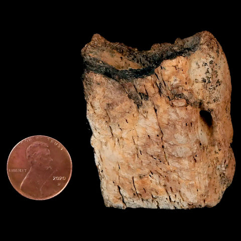 2" Triceratops Fossil Frill Bone Lance Creek FM Cretaceous Dinosaur WY COA - Fossil Age Minerals