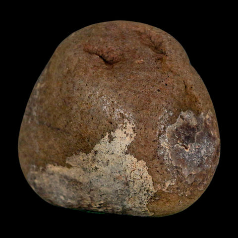 1.8" Sauropod Dinosaur Stomach Stone Gastrolith Rock Gizzard Stone COA - Fossil Age Minerals