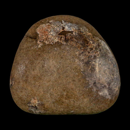 1.8" Sauropod Dinosaur Stomach Stone Gastrolith Rock Gizzard Stone COA