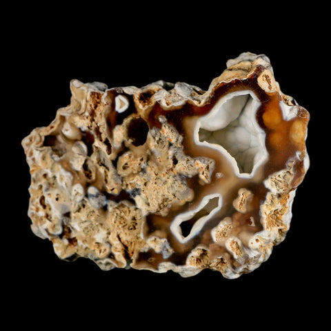 4.8" Agatized Coral Fossil Oligocene and Miocene Epochs Tampa Bay Florida - Fossil Age Minerals