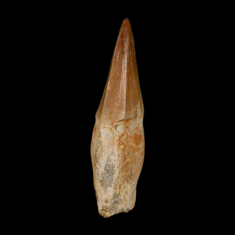 2.6" Mosasaur Eremiasaurus Fossil Tooth Rooted Cretaceous Dinosaur Era COA